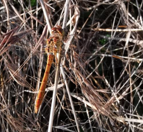 Sympetrum meridionale